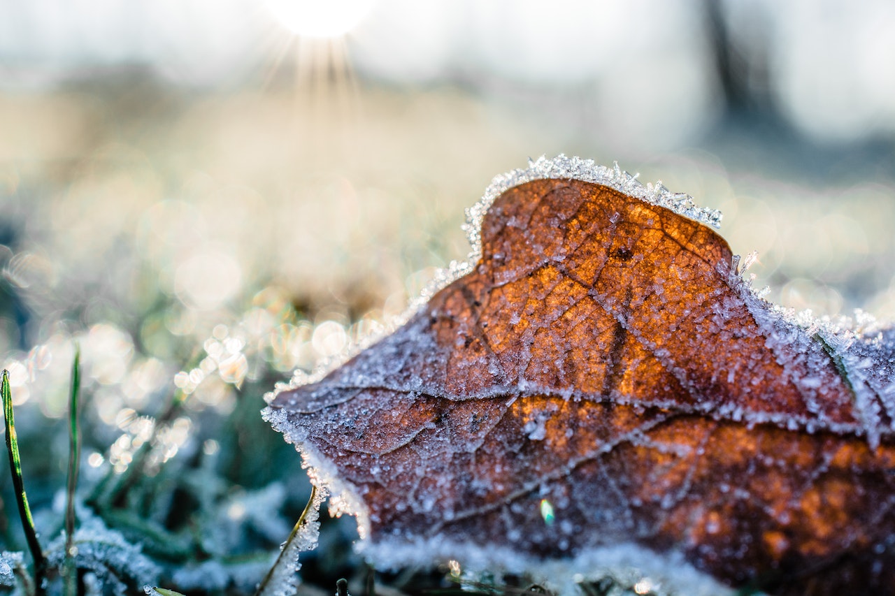 🍂🏡 Getting Your Lowcountry Yard & Garden Ready for Winter! 🍁❄️